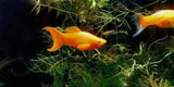 X10 Tangerine Lyretail Molly Sml/Med 1" - 2"+x10 Assorted Freshwater Plants - Freshwater Fish Free Shipping-Freshwater Fish Package-www.YourFishStore.com