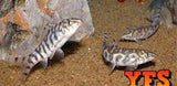 X10 Yo-Yo Lohachata Botia Loach Sml 1" - 1 1/2"-Freshwater Fish Package-www.YourFishStore.com