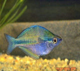 X100 Australian Rainbow Fish Freshwater Sml/Med Package *Bulk Save-Rainbowfish-www.YourFishStore.com