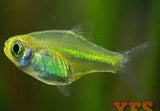 X100 Blackfin Neon Rasbora 1/2" - 1 1/2" Each - Package - Freshwater Fish-Rasbora-www.YourFishStore.com