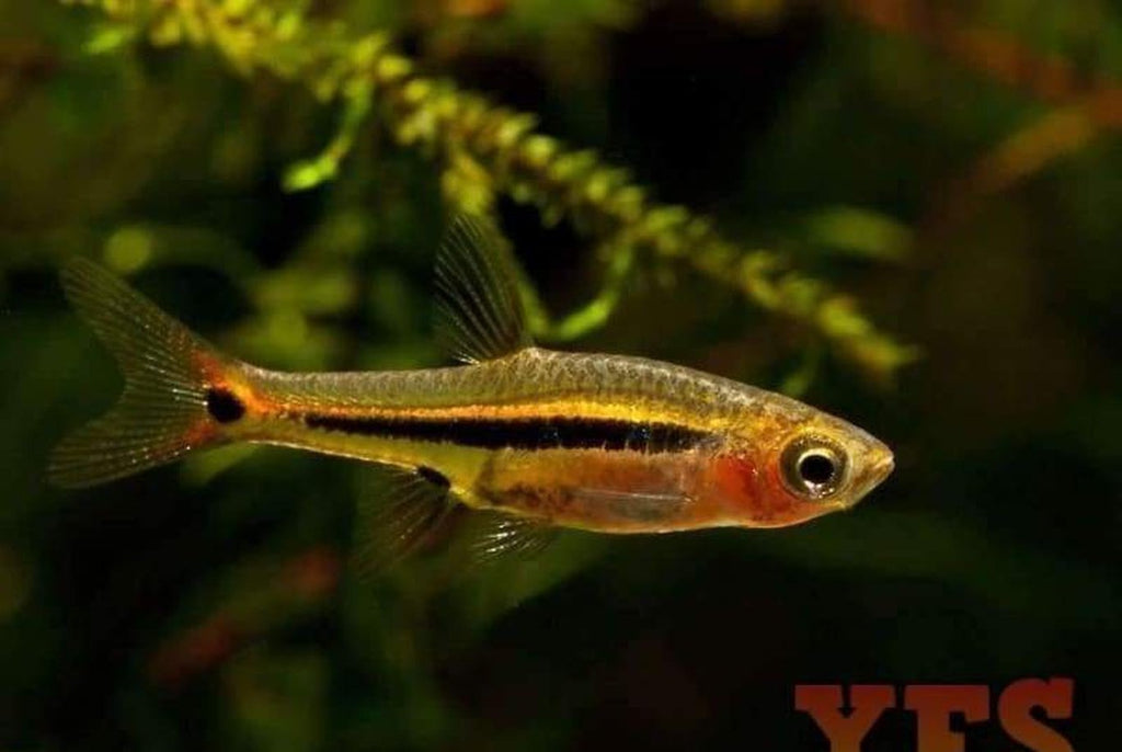X100 Exclamation Point Rasbora 1/2" - 1 1/2" Each - Package - Freshwater Fish