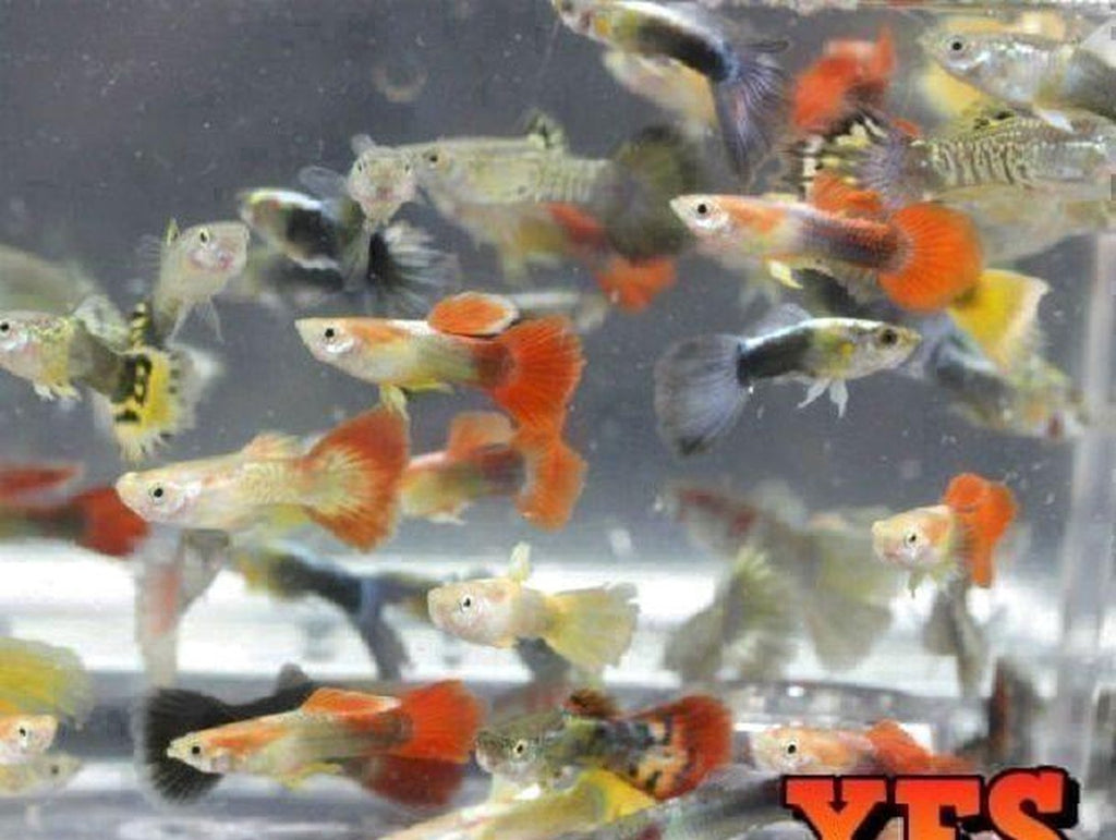 X100 Guppy Package Fish Live Tropical Community Mix *Bulk Save