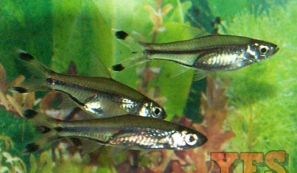 X100 Scissortail Rasbora 1/2" - 1 1/2" Each - Package - Freshwater Fish