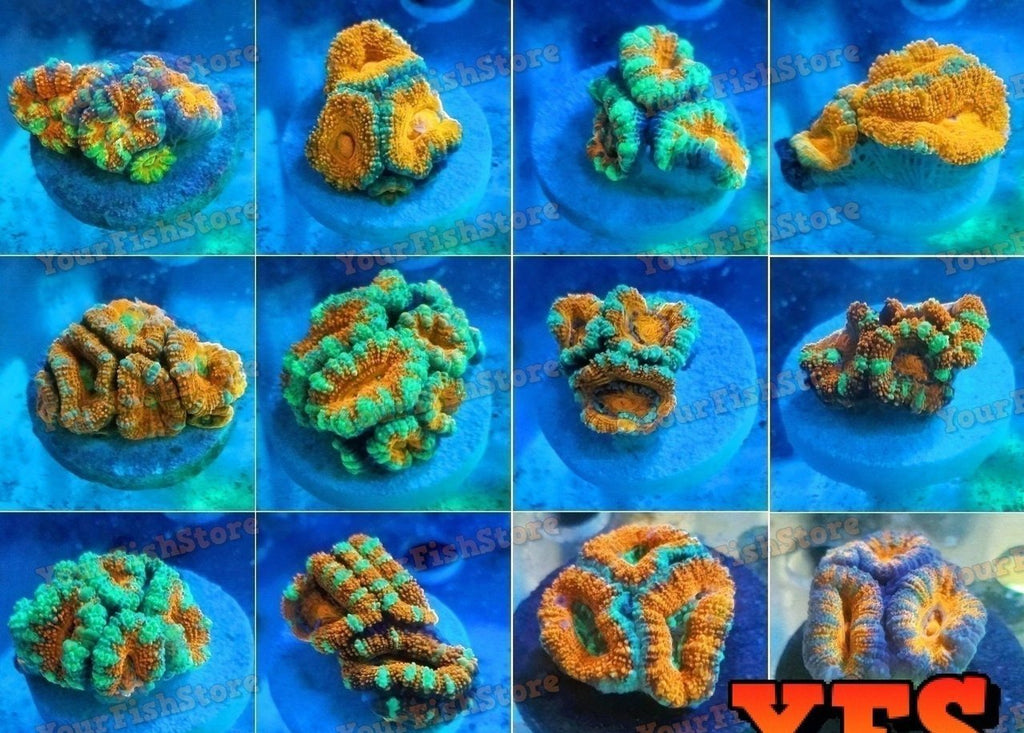 X12 Acan Lordhowensis Frag Package Assorted Live Coral Free Shipping *Bulk Save