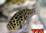 X12 Leopard Freshwater Puffer-Freshwater Fish Package-www.YourFishStore.com