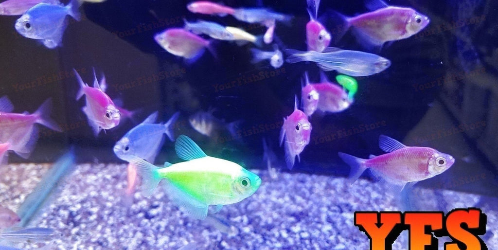 X15 Assorted Glofish Live Fresh Water Glow Glo Fish