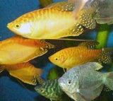 X15 Assorted Gourami Fish Live Tropical Community Mix-Freshwater Fish Package-www.YourFishStore.com
