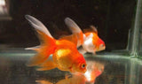 X15 Assorted Oranda Goldfish Sm/Med Approx 1" - 2" Each - Package Free Shipping-Freshwater Fish Package-www.YourFishStore.com