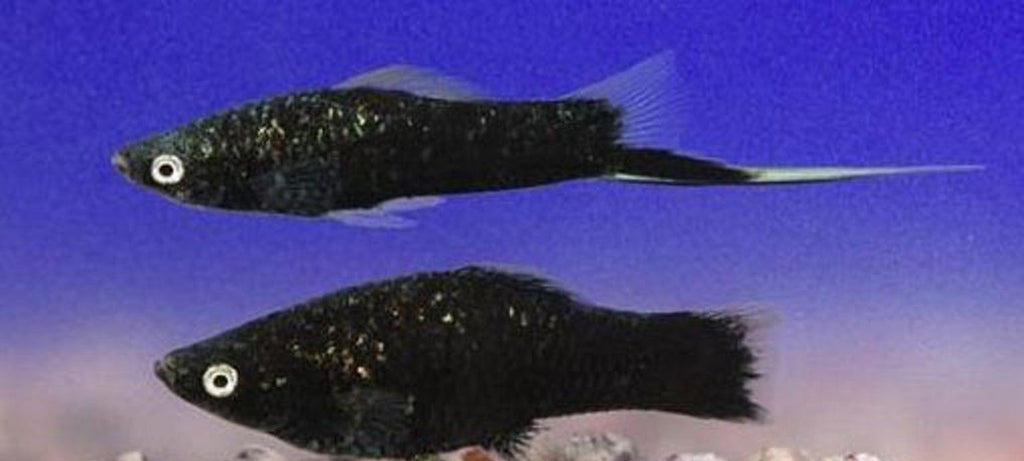 X15 Black Swordtail Fish - 1" - 2" Each - Freshwater Fish