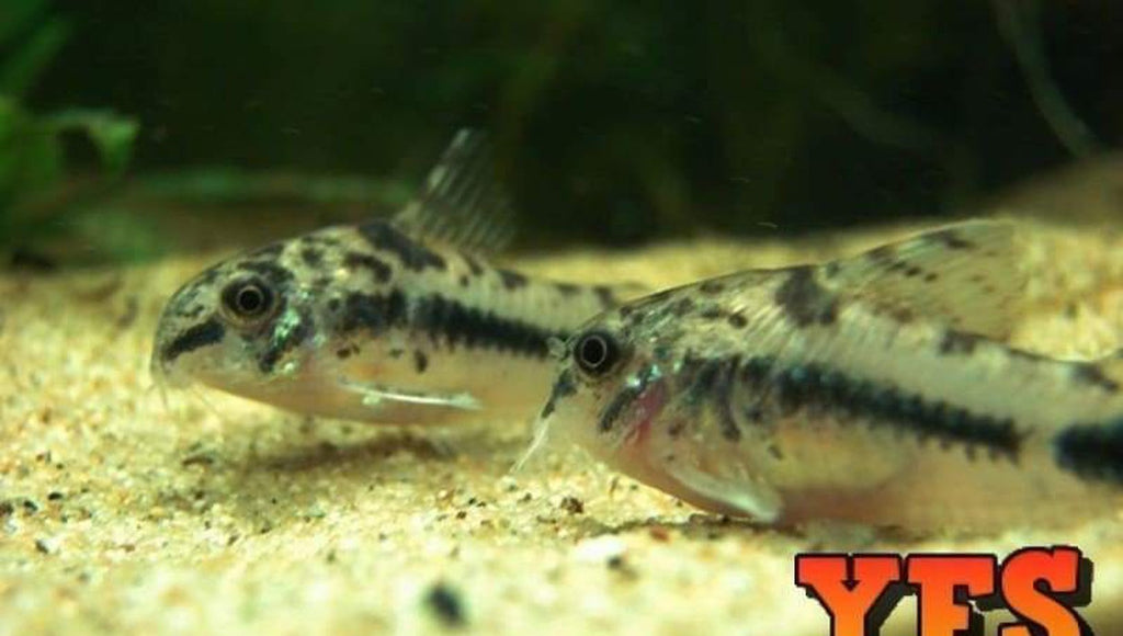X15 Habrosus Pygmy Corydoras Catfish