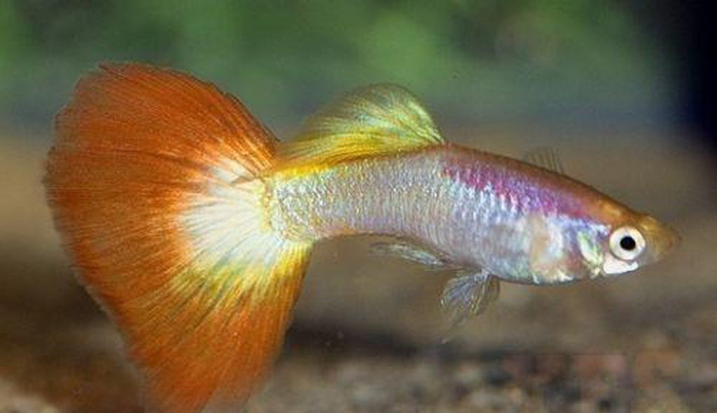 X15 Males Tequila Sunrise Guppy Package
