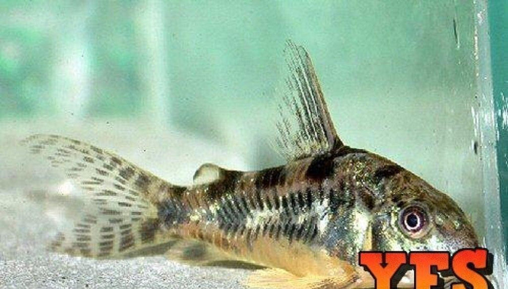 X15 Paleatus Corydoras Catfish