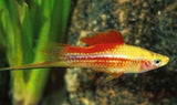 X15 Pineapple Candy Swordtail - 1" - 2" Each - Freshwater Fish-Freshwater Fish Package-www.YourFishStore.com