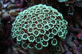 X2 Assorted Alveopora Coral - Med 3" - 4"-Coral packages-www.YourFishStore.com