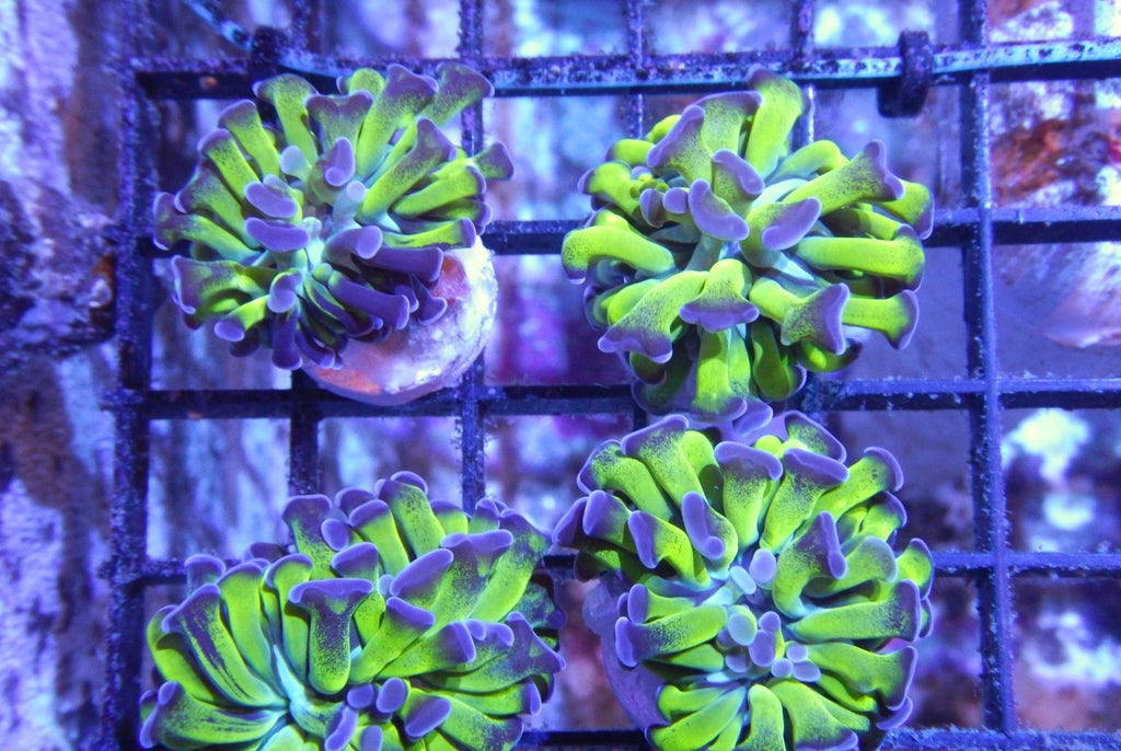 X2 Assorted Branching Hammer Neon Green With Purple Tips Frags - Euphyllia Ancora