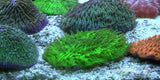 X2 Assorted Fungia Coral - Colored Sp. - Med 3"-4" Fish Sps Lps-Coral packages-www.YourFishStore.com