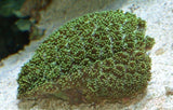 X2 Assorted Galaxea Coral Green - Fascicularis Med 3" - 4"-Coral packages-www.YourFishStore.com