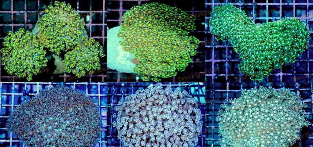 X2 Assorted Goniopora Coral Med - Flower Pot Coral - Live Lps Sps