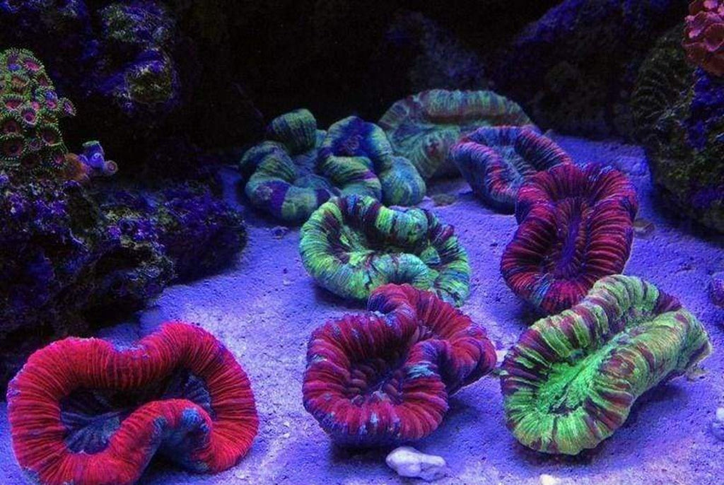 X2 Assorted Open Brain Coral - Med - Trachyphyllia Geoffroya