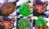 X2 Assorted Scoly Scolymia Brain Corals - Medium Size 3" - 5" *Bulk Save-Coral packages-www.YourFishStore.com