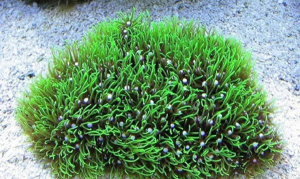 X2 Assorted Star Polyp Green Colony - Med 3" - 4" Each