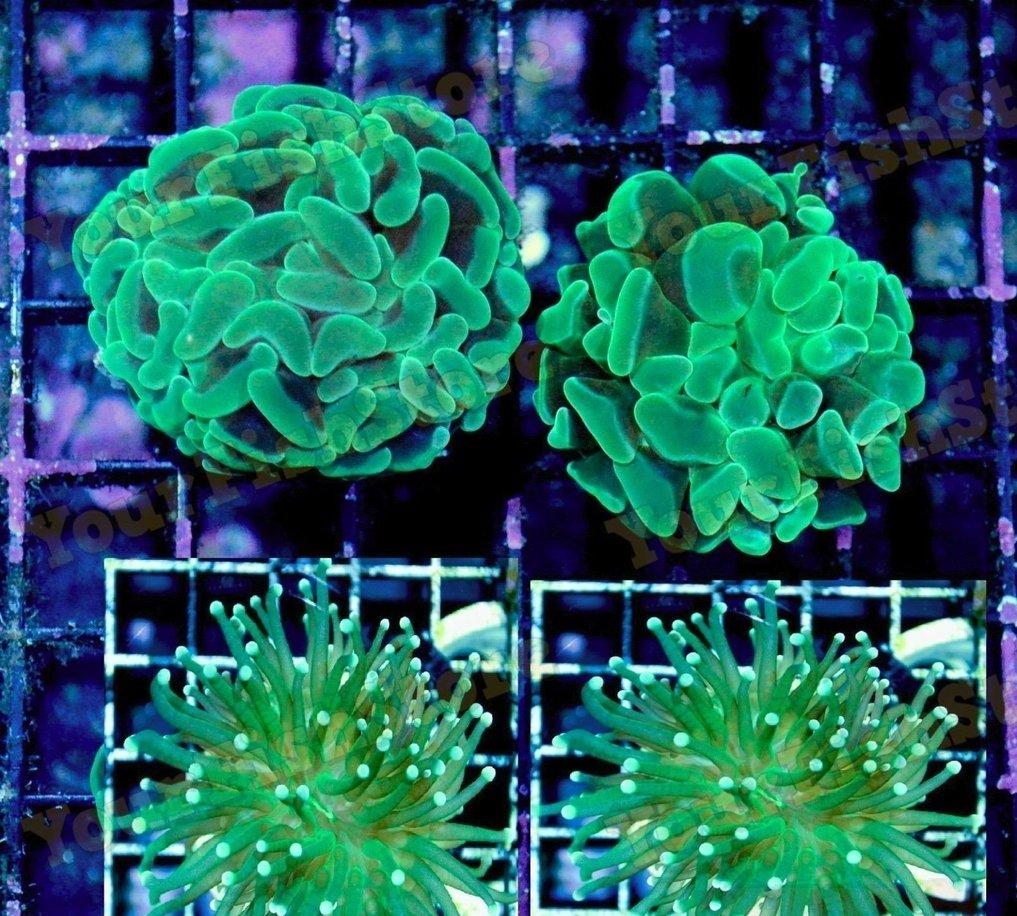 X2 Assorted Torch Coral Frags - X2 Assorted Hammer Coral Frags