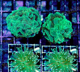 X2 Assorted Torch Coral Frags - X2 Assorted Hammer Coral Frags-frag packages-www.YourFishStore.com