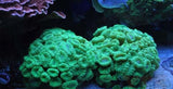 X2 Assorted Trumpet Coral - Caulastrea Sp. - Med 3"-4"-Coral packages-www.YourFishStore.com