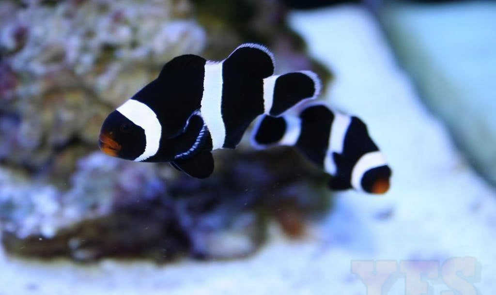 X2 Black Clown Fish - Tank Raised - Amphiprion Ocellaris