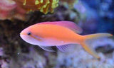 X2 Carberryi Anthias; Afr. - Nemanthias Sml/Med - Fish Saltwater-marine fish packages-www.YourFishStore.com