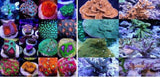 X2 Cyphastrea Red Frag Coral Lps - Includes Free Mystery Frag-frag packages-www.YourFishStore.com
