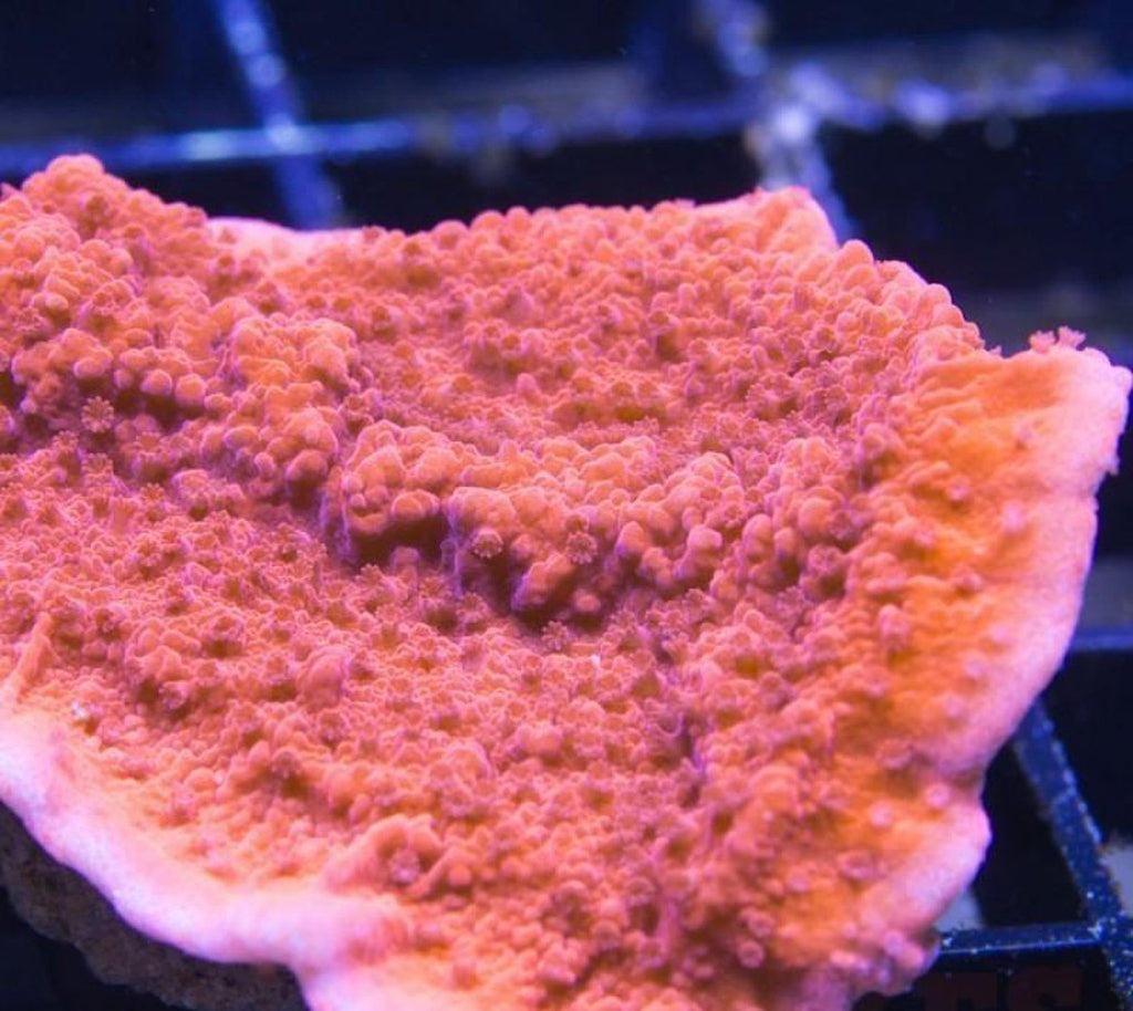 X2 Digitata : Orange - Frag Coral Sps - Includes Free Mystery Frag