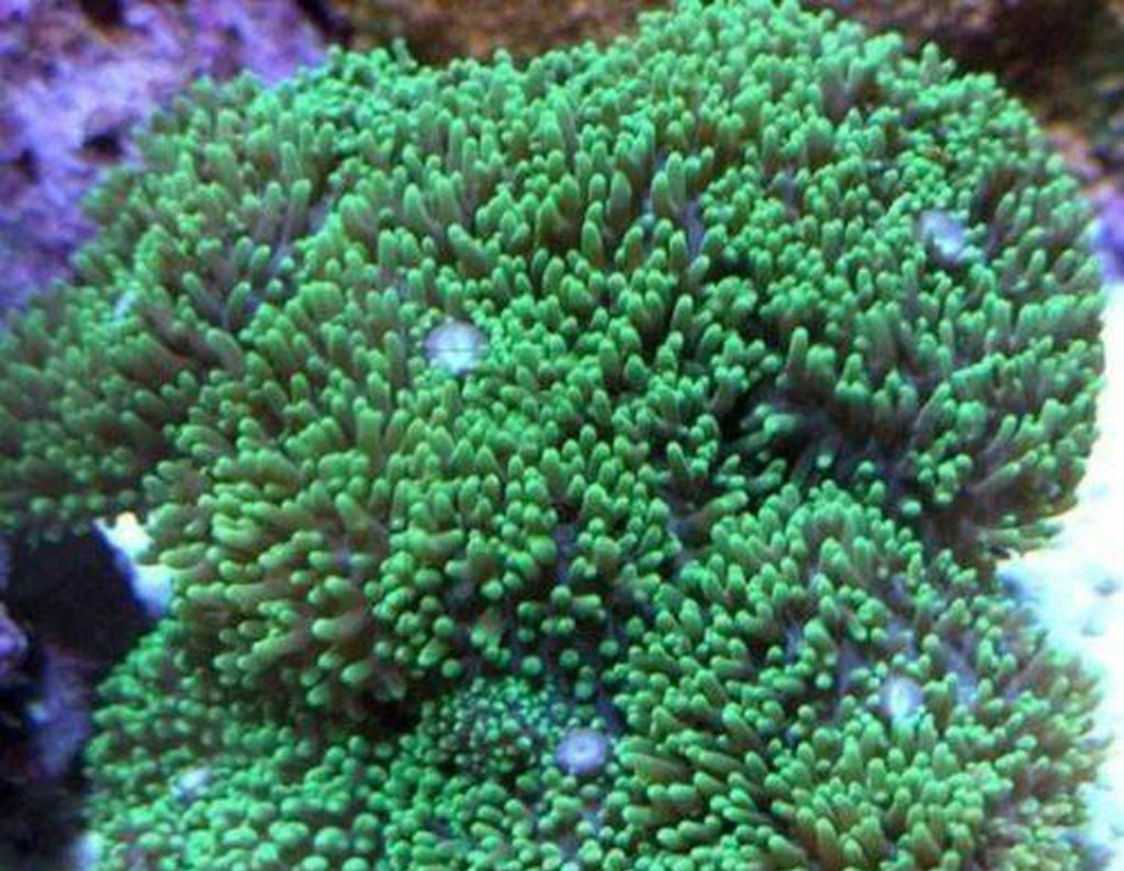 X2 Hairy Mushroom Colony Coral Live - Med 3" - 5"