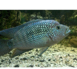 X2 Jack Dempsey Cichlids Large 4" - 6" Each Package - Yourfishstore-Freshwater Fish Package-www.YourFishStore.com