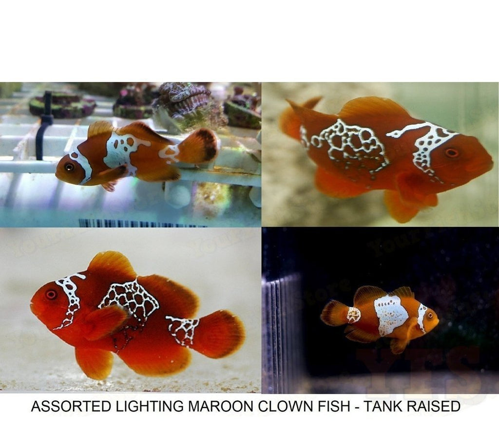 X2 Lighting Maroon Clown Fish Package - Premnas Biaculeatus