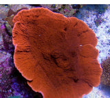 X2 Monti Cap Orange - Frag Coral Sps - Includes Free Mystery Frag-frag packages-www.YourFishStore.com