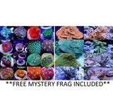 X2 Moonstone Coral Christmas - Frag Coral Lps - Includes Free Mystery Frag-frag packages-www.YourFishStore.com