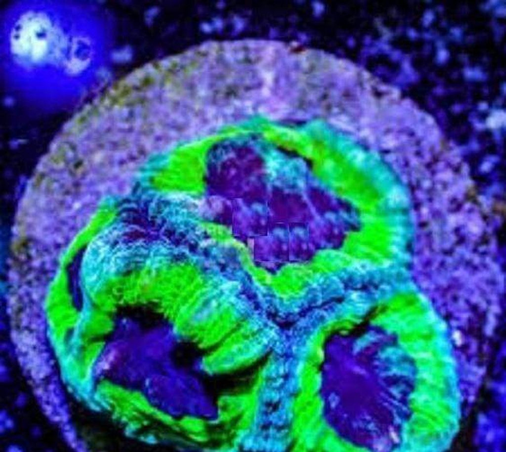 X2 Moonstone Coral Purple Eye - Frag Coral Lps - Includes Free Mystery Frag