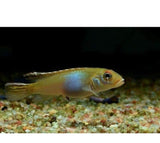 X2 Nanochromis Parilus Cichlid South American Sml/Med 1"-2" Fresh Water-Freshwater Fish Package-www.YourFishStore.com