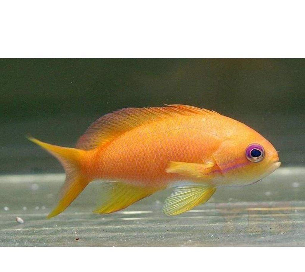 X2 Orange Anthias: Female - Pseudanthia- Sml/Med - Fish Saltwater