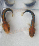 X2 (Pair) Blue Dot Jawfish Fish Med Live Colorful Saltwater Fish-marine fish packages-www.YourFishStore.com