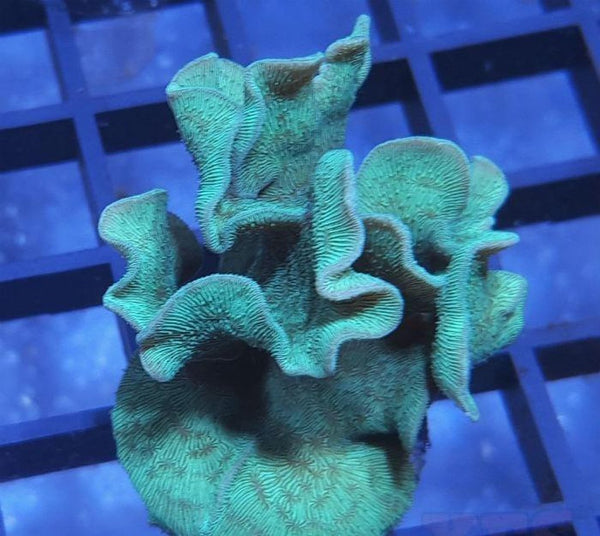 pavona cactus green X2 Pavona Cactus - Frag Coral Sps