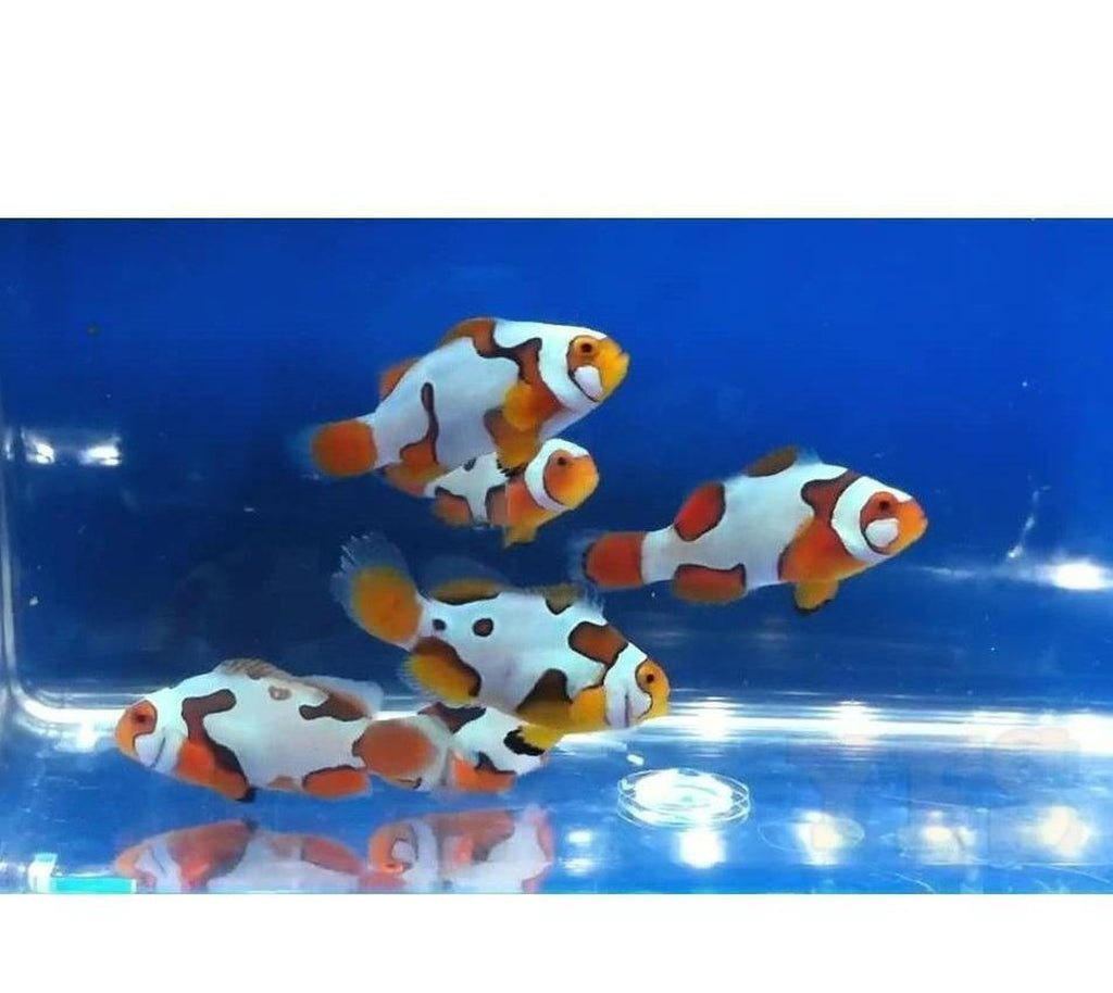 X2 Picasso Extreme Clown Fish - Tank Raised - Amphiprion Ocel.