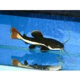 X2 Red Tail Catfish 2"-3" Each - Phractocephalus Hemio - Freshwater Free Shipping-Freshwater Fish Package-www.YourFishStore.com