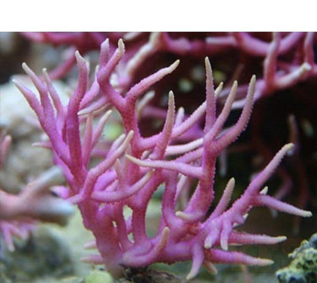 X2 Seriatopora Pink Birdnest Coral Sps - Includes Free Mystery Frag