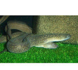 X2 Snowflake Freshwater Moray Eel - Med - Aprox 6-8"-Freshwater Fish Package-www.YourFishStore.com