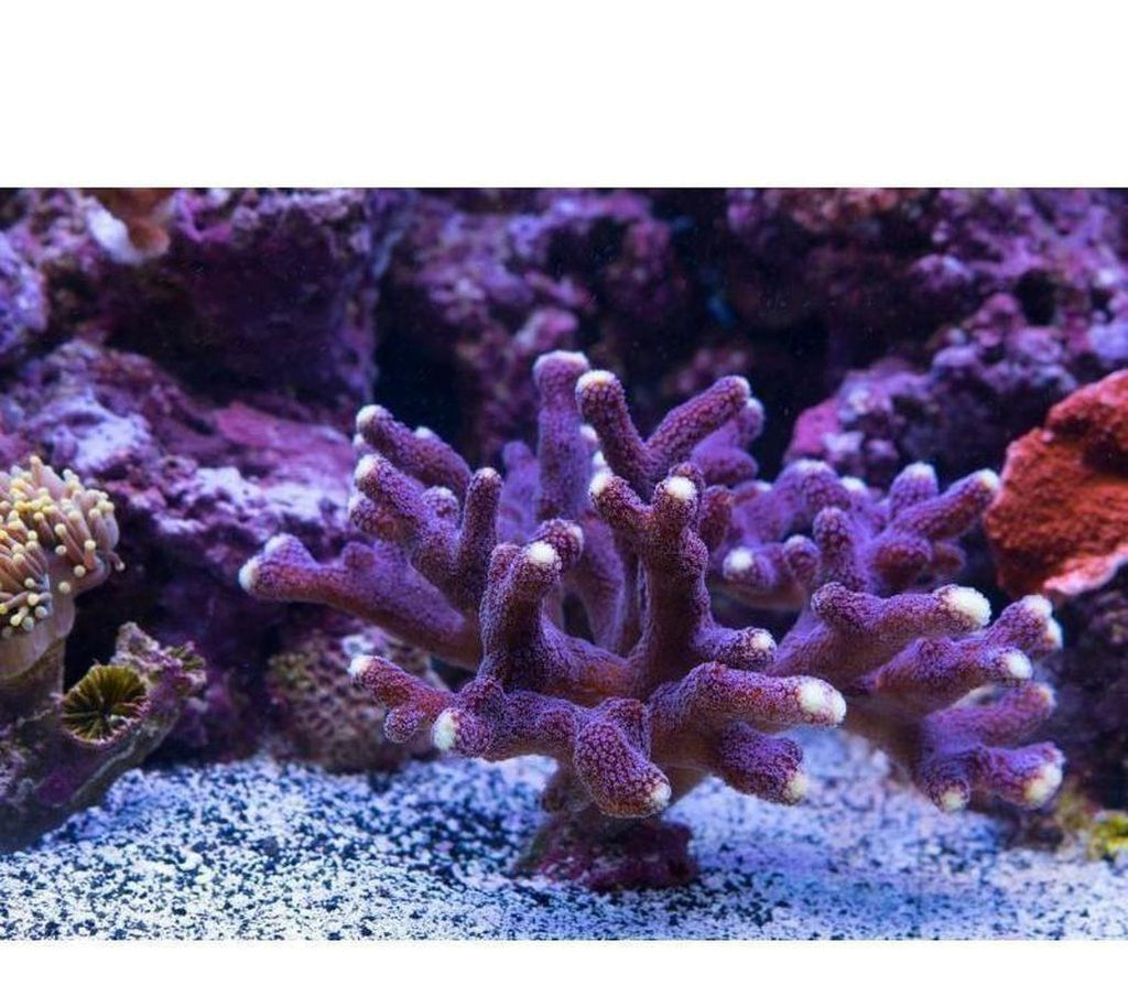 X2 Stylophora: Purple Tip Frag Coral Sps - Includes Free Mystery Frag