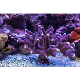 X2 Stylophora: Purple Tip Frag Coral Sps - Includes Free Mystery Frag-frag packages-www.YourFishStore.com