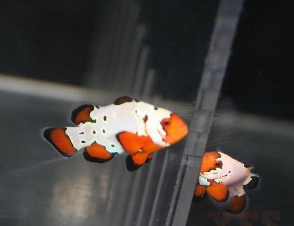 X2 (Two) Chilled Frostbite Clown Fish Pair Tr Med - Appox 1" - 1 1/2" - Free Shi