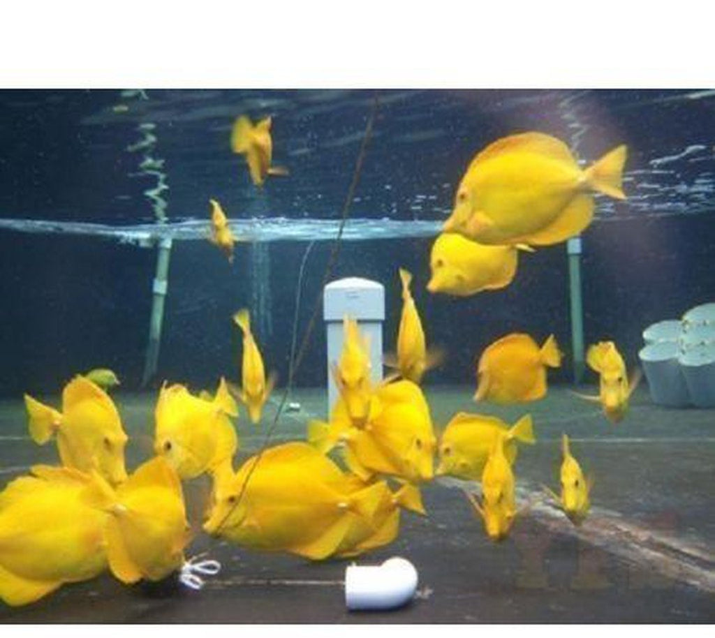X2 Yellow Tang Package - Medium Size - Approx 3" Each